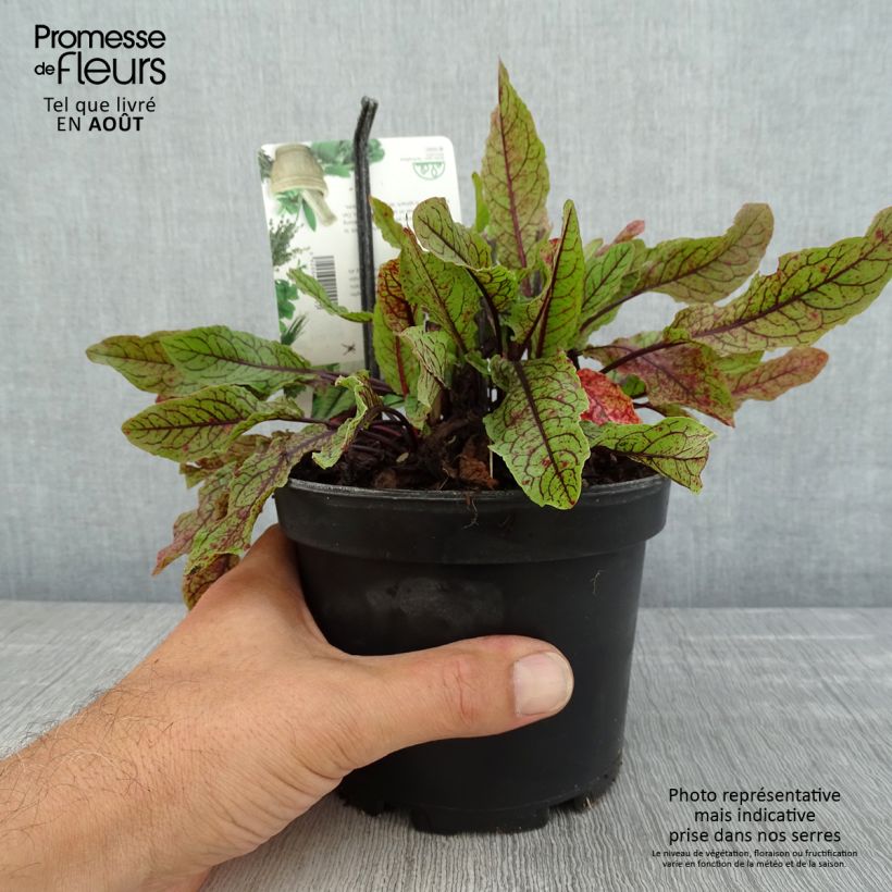Esimerkki kesällä toimitetusta Verihierakka - Rumex sanguineus Ruukku 1,5L / 2L-taimesta