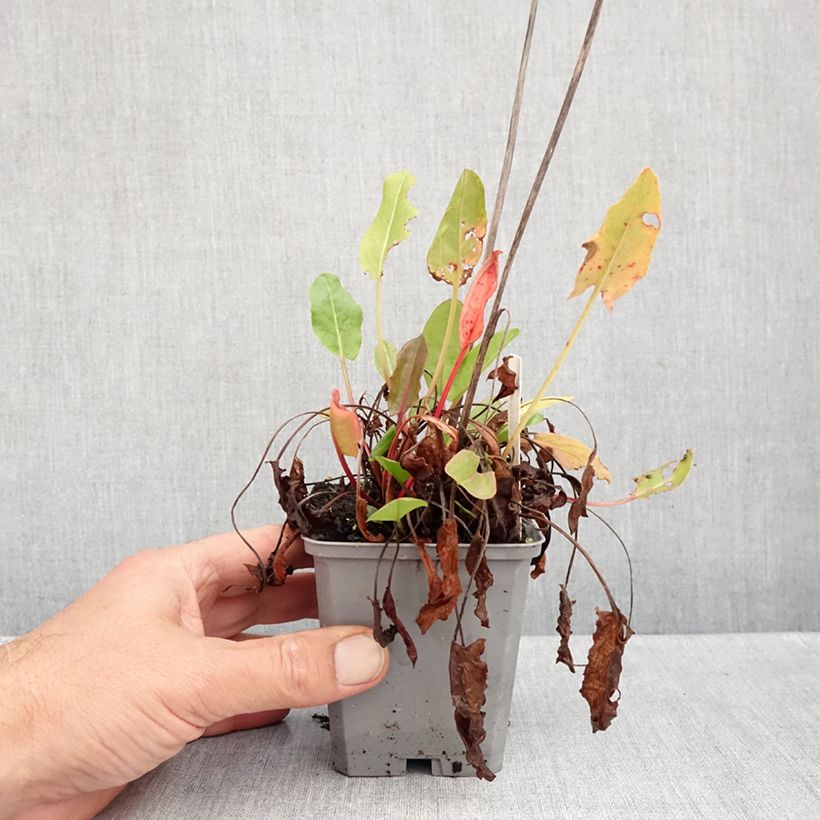 Esimerkki syksyllä toimitetusta Niittysuolaheinä - Rumex acetosa 8/9 cm taimiruukku-taimesta
