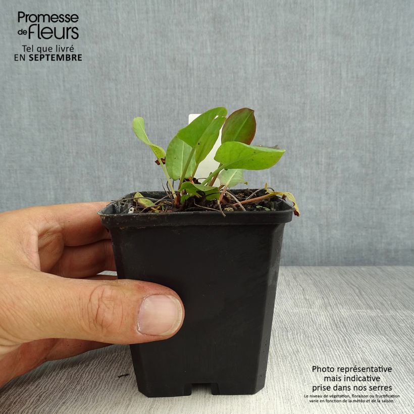 Esimerkki kesällä toimitetusta Niittysuolaheinä - Rumex acetosa Taimiruukku 8/9 cm-taimesta