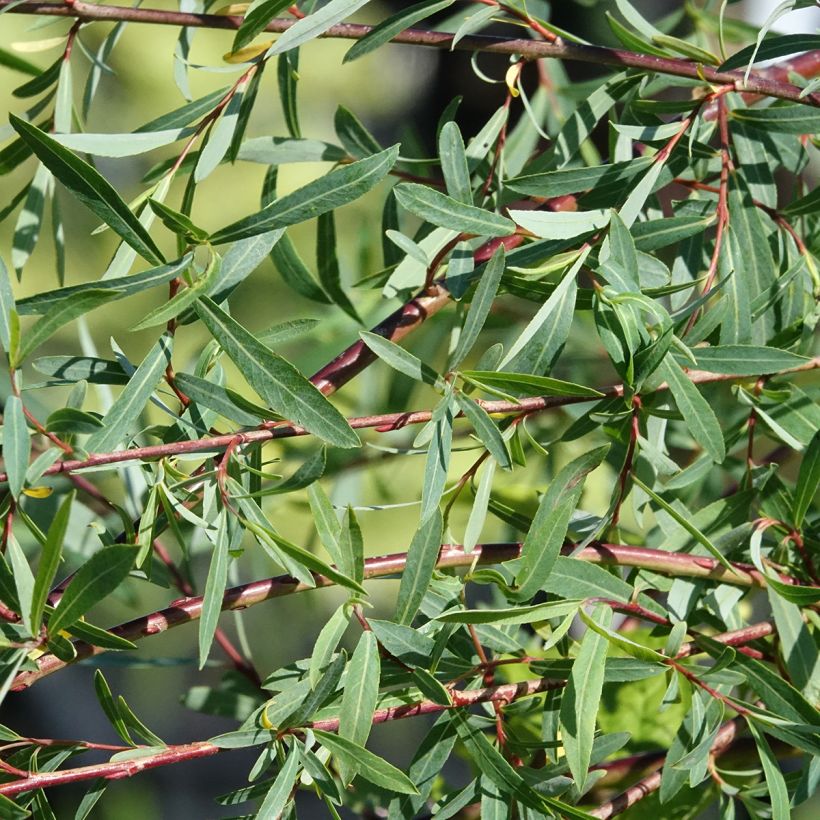 Punapaju Pendula (Lehvistö)