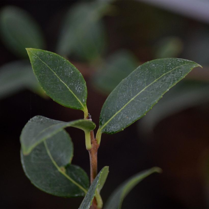 Osmanthus burkwoodii (Lehvistö)