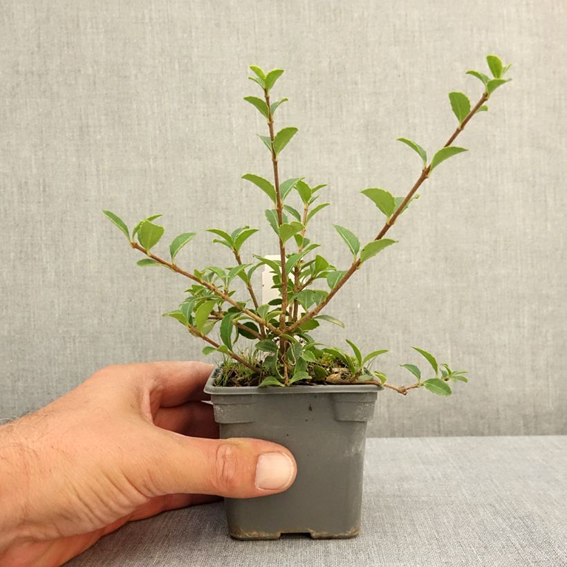 Esimerkki kesällä toimitetusta Osmanthus delavayi 8/9 cm taimiruukku-taimesta