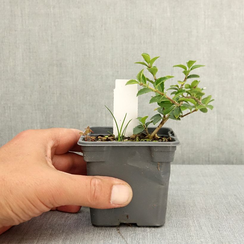 Esimerkki keväällä toimitetusta Osmanthus delavayi Taimiruukku 8/9 cm-taimesta