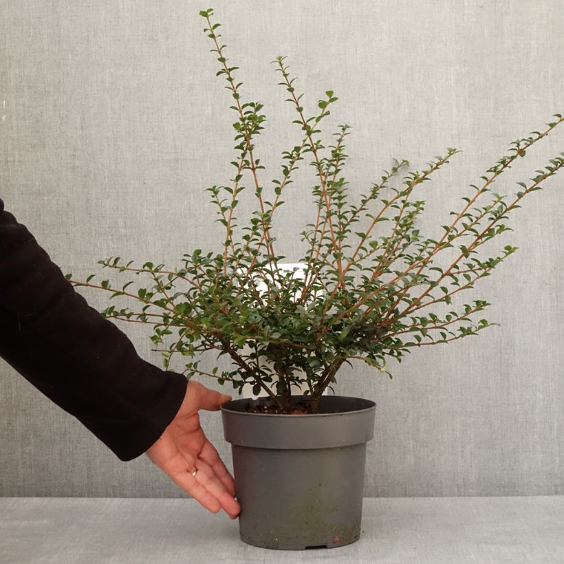 Esimerkki talvella toimitetusta Osmanthus delavayi Perfume of Nature 3 litran/4 litran ruukku-taimesta