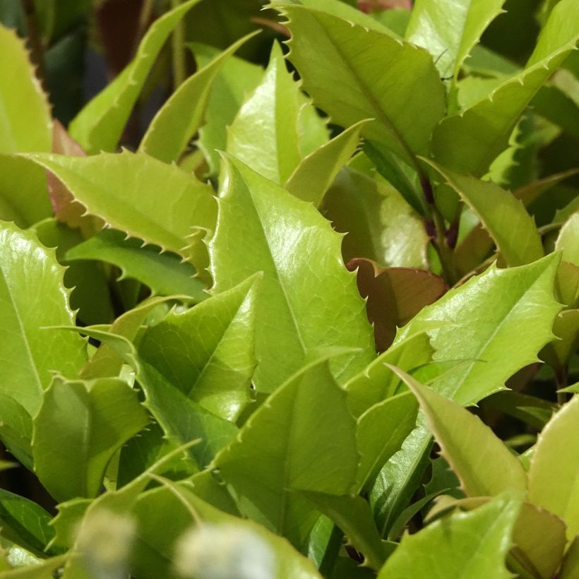 Osmanthus fortunei (Lehvistö)