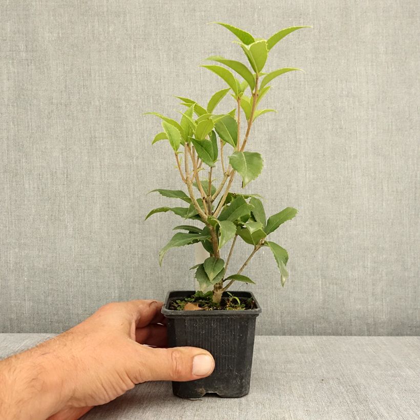 Esimerkki kesällä toimitetusta Osmanthus fortunei 8/9 cm taimiruukku-taimesta