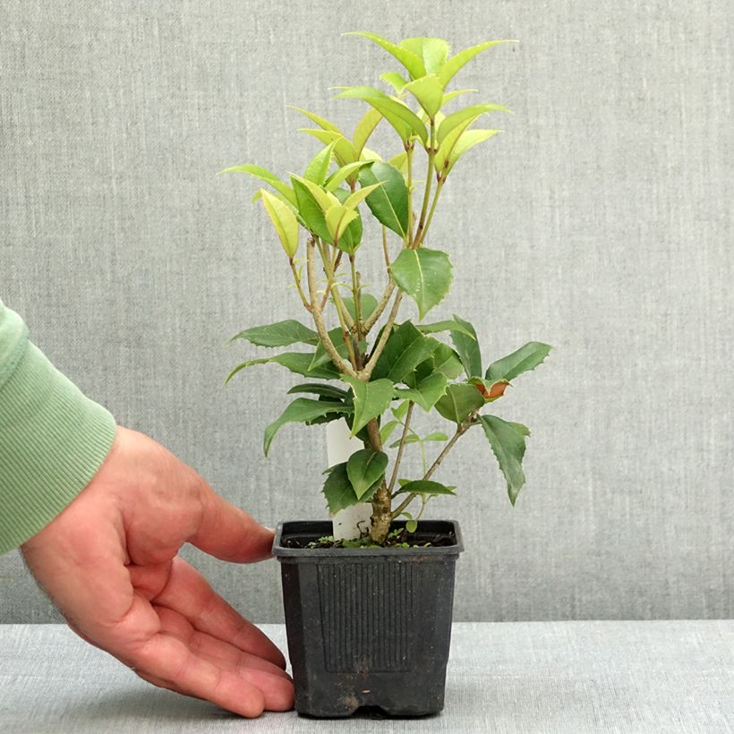 Esimerkki keväällä toimitetusta Osmanthus fortunei Taimiruukku 8/9 cm-taimesta