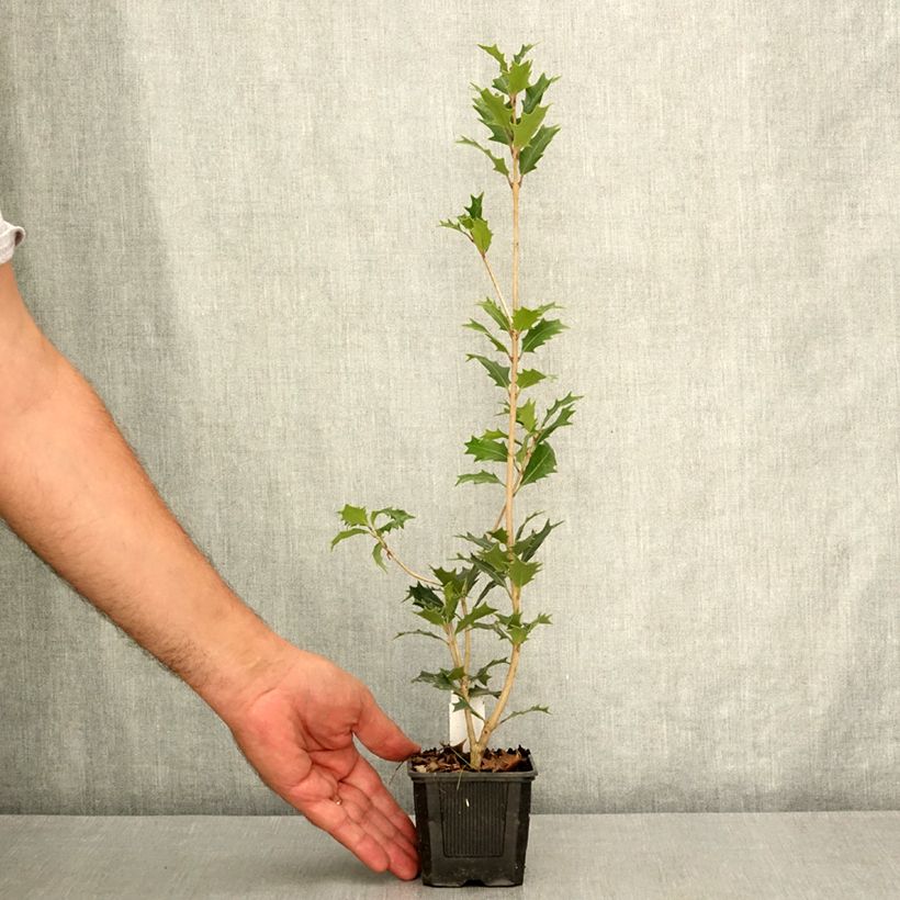 Esimerkki kesällä toimitetusta Osmanthus heterophyllus 8/9 cm taimiruukku-taimesta