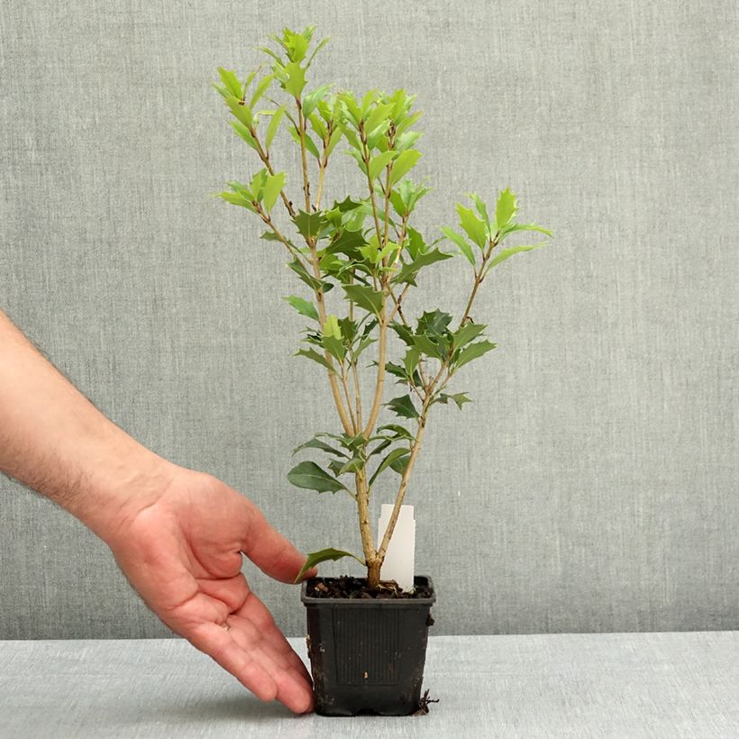 Esimerkki keväällä toimitetusta Osmanthus heterophyllus 8/9 cm taimiruukku-taimesta