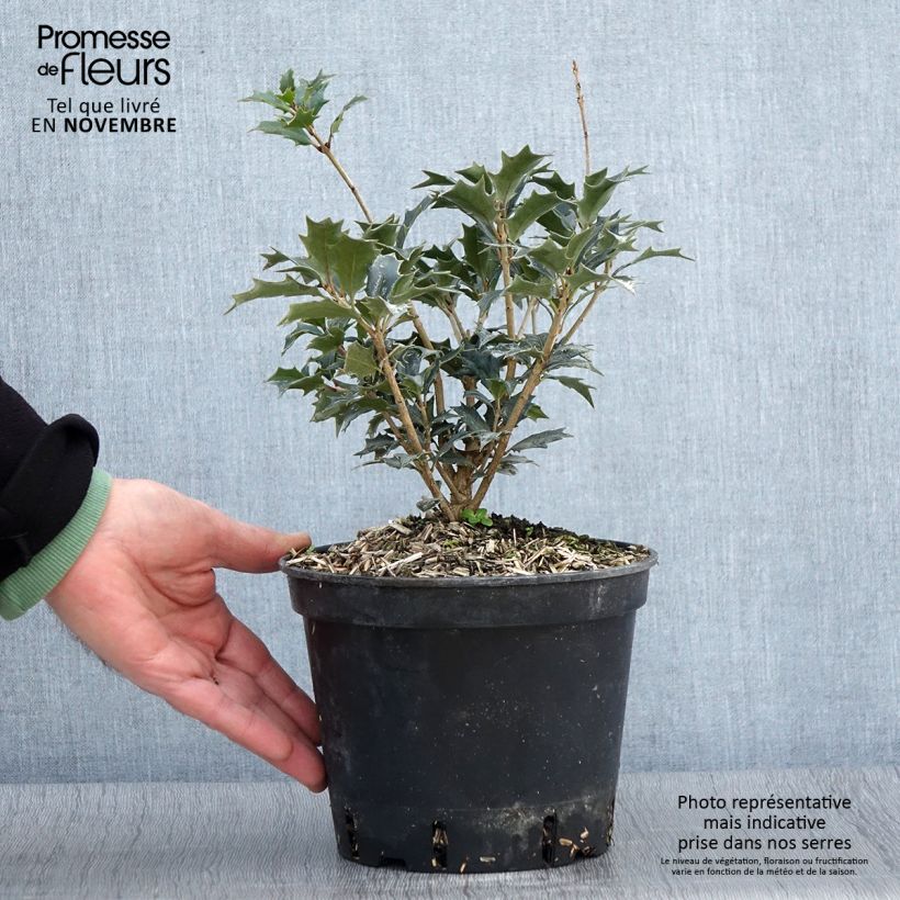 Esimerkki syksyllä toimitetusta Osmanthus heterophyllus 3 litran/4 litran ruukku-taimesta