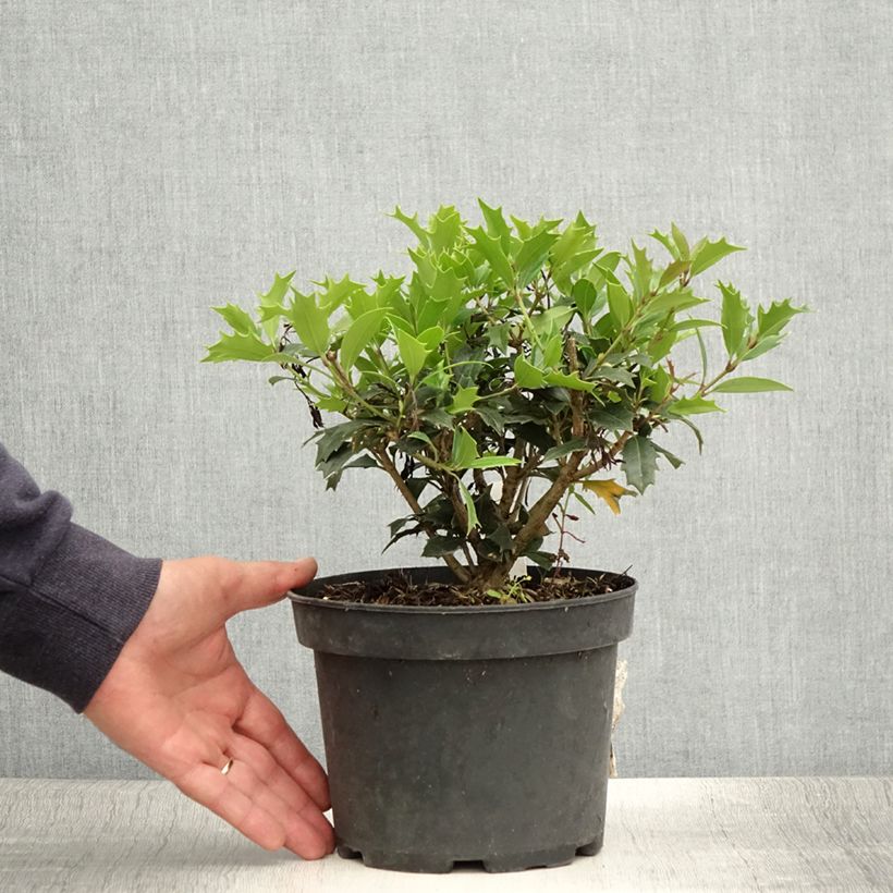 Esimerkki kesällä toimitetusta Osmanthus heterophyllus 3 litran/4 litran ruukku-taimesta