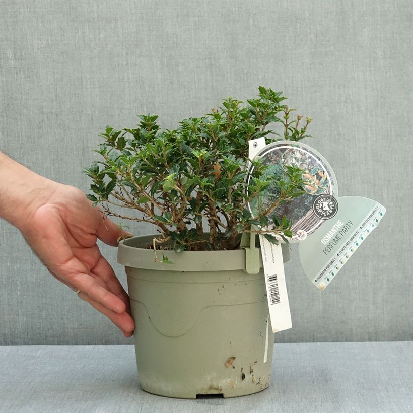 Esimerkki kesällä toimitetusta Osmanthus heterophyllus Perfume Party 3 litran/4 litran ruukku-taimesta