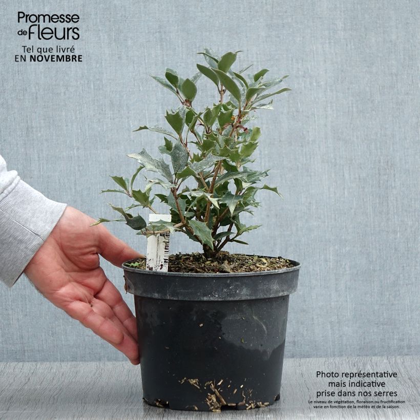 Esimerkki syksyllä toimitetusta Osmanthus heterophyllus Purpureus 3 litran/4 litran ruukku-taimesta