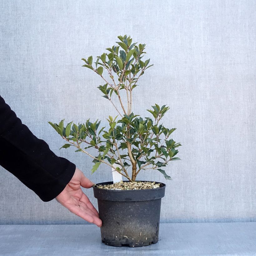 Esimerkki talvella toimitetusta Osmanthus heterophyllus Purpureus 3 litran/4 litran ruukku-taimesta