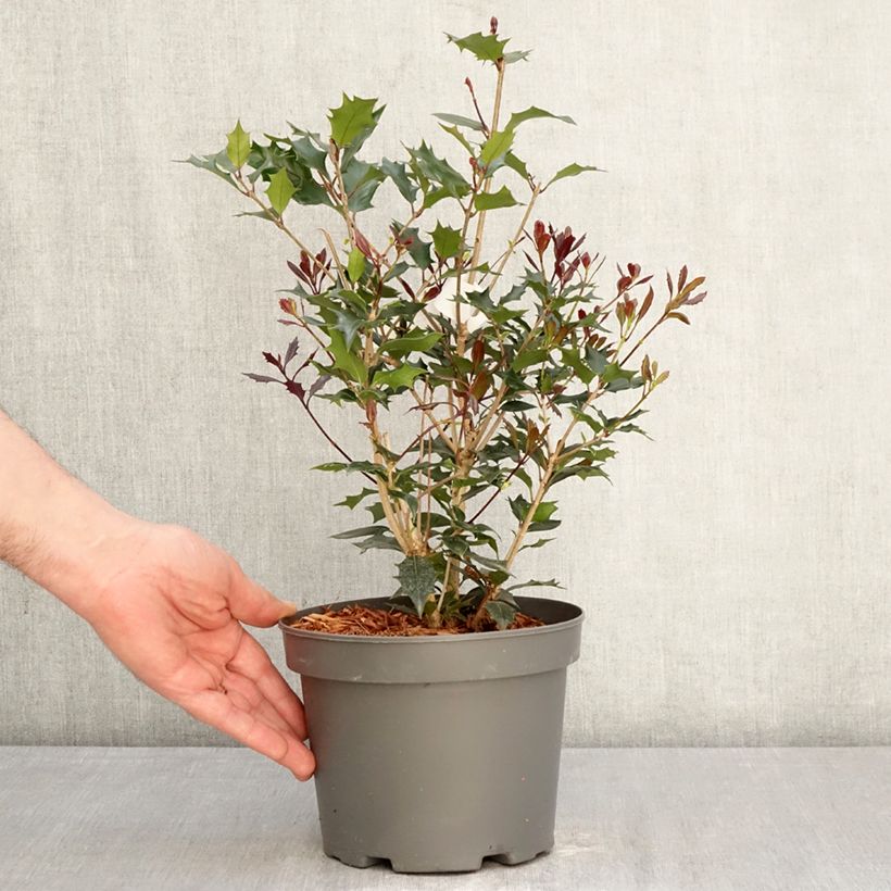 Esimerkki keväällä toimitetusta Osmanthus heterophyllus Purpureus Pot de 3L/4L-taimesta