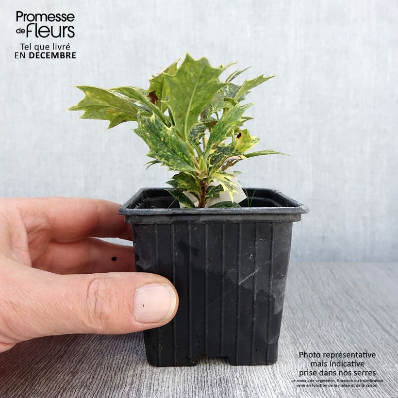 Esimerkki syksyllä toimitetusta Osmanthus heterophyllus Tricolor 8/9 cm taimiruukku-taimesta