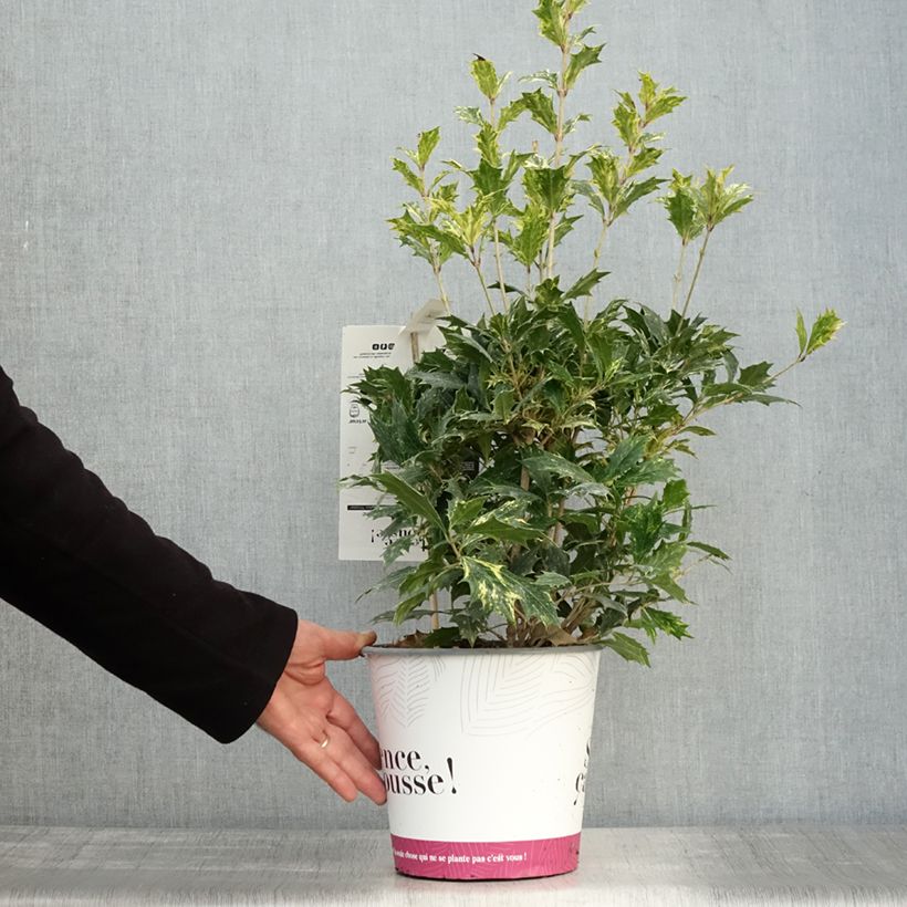 Esimerkki syksyllä toimitetusta Osmanthus heterophyllus Tricolor 4 litran/5 litran ruukku-taimesta