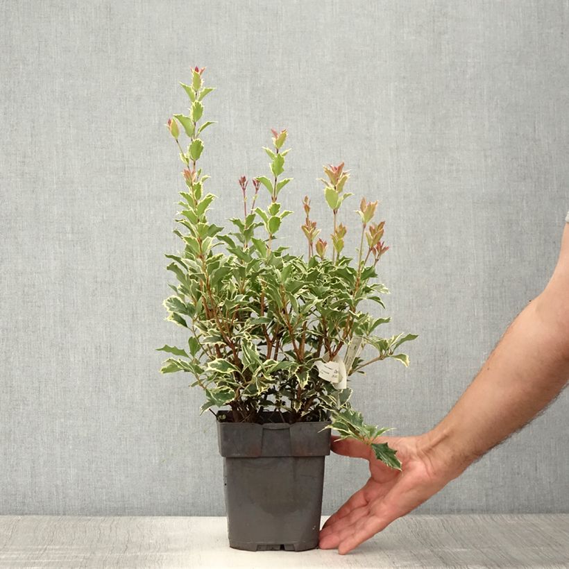 Esimerkki kesällä toimitetusta Osmanthus heterophyllus Variegatus Ruukku 2L / 3L-taimesta