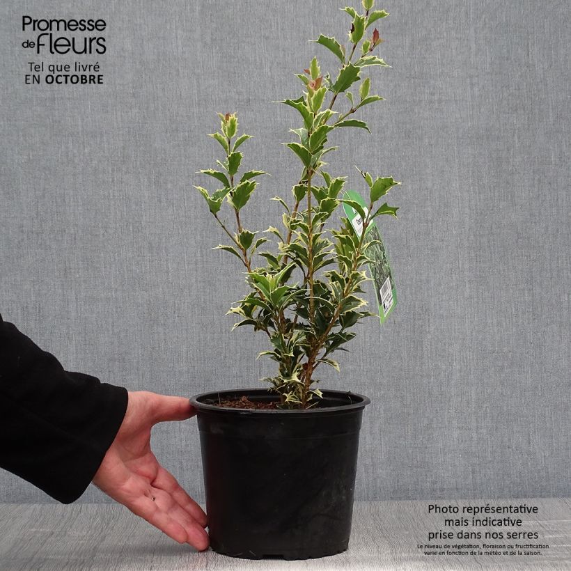 Esimerkki syksyllä toimitetusta Osmanthus heterophyllus Variegatus 3 litran/4 litran ruukku-taimesta