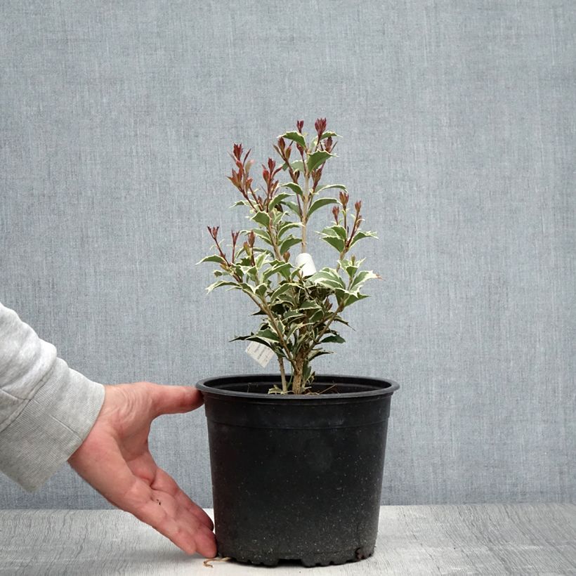 Esimerkki kesällä toimitetusta Osmanthus heterophyllus Variegatus Ruukku 3L / 4L-taimesta