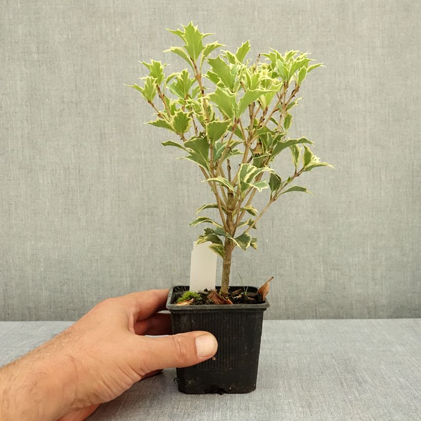 Esimerkki kesällä toimitetusta Osmanthus heterophyllus Variegatus 8/9 cm taimiruukku-taimesta
