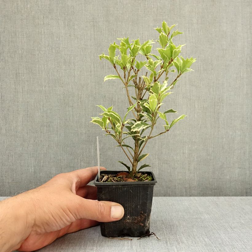 Esimerkki keväällä toimitetusta Osmanthus heterophyllus Variegatus Taimiruukku 8/9 cm-taimesta