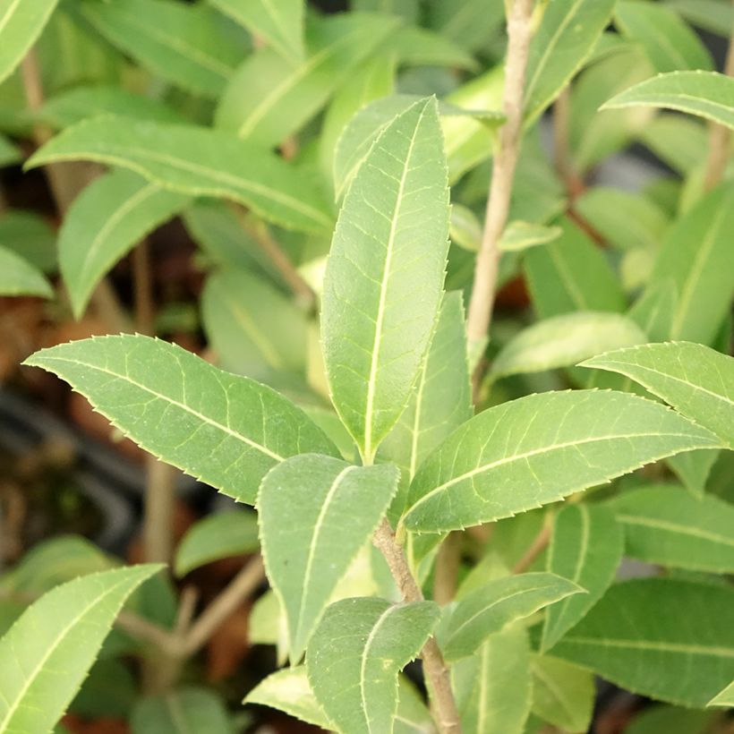 Osmanthus serrulatus (Lehvistö)
