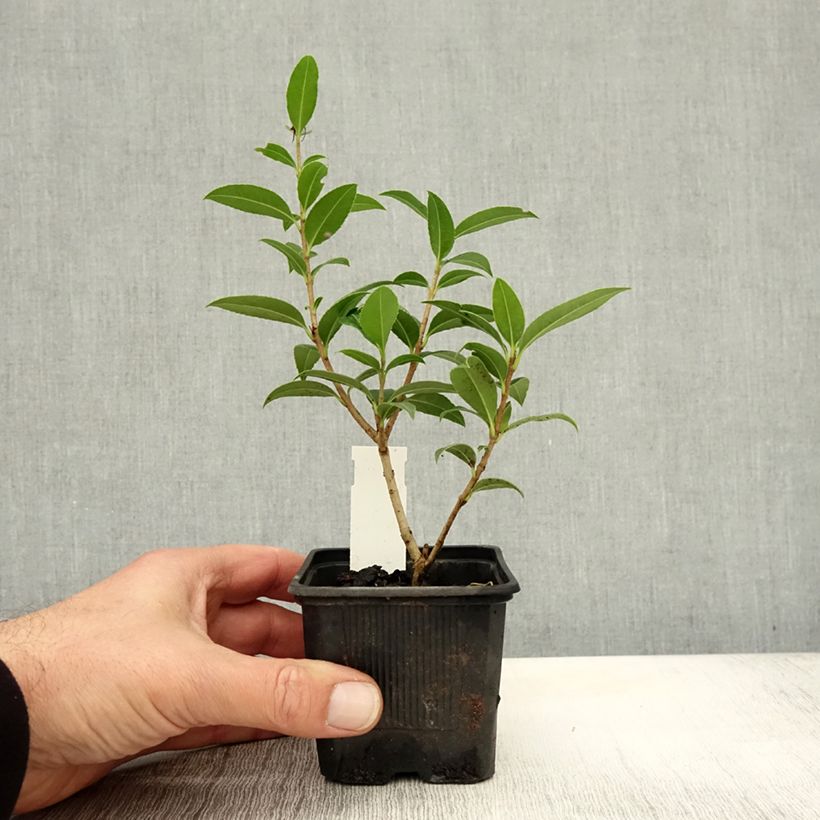Esimerkki syksyllä toimitetusta Osmanthus serrulatus 8/9 cm taimiruukku-taimesta
