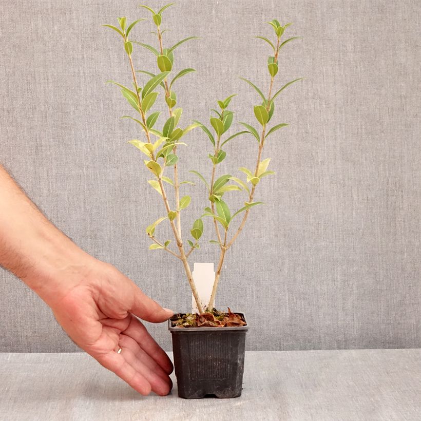 Esimerkki kesällä toimitetusta Osmanthus serrulatus 8/9 cm taimiruukku-taimesta