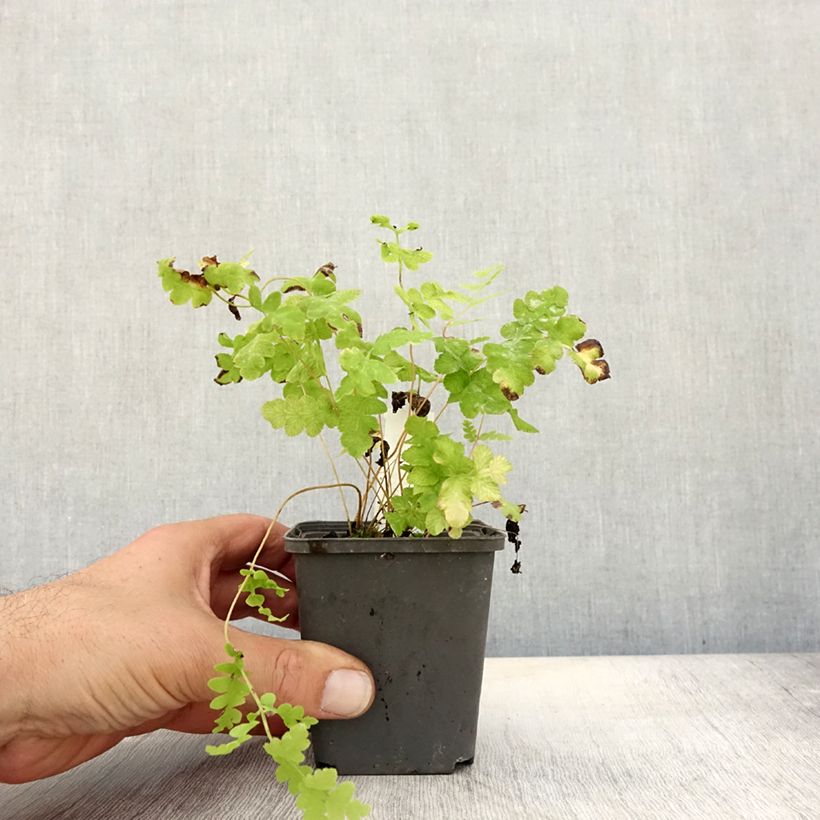 Esimerkki syksyllä toimitetusta Kruunusaniainen - Osmunda claytoniana 8/9 cm taimiruukku-taimesta