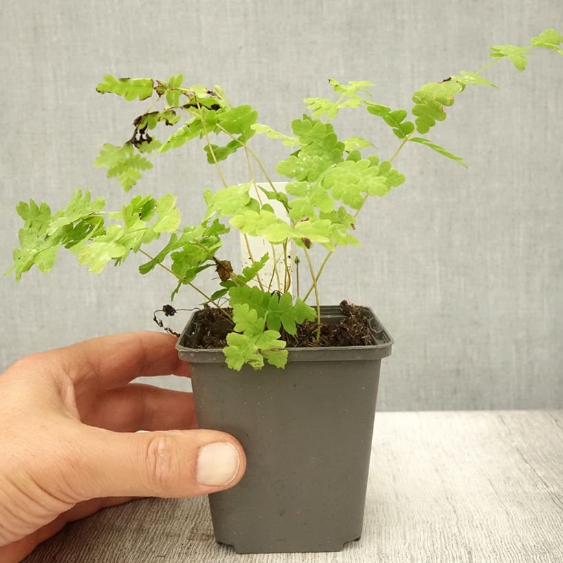 Esimerkki kesällä toimitetusta Kruunusaniainen - Osmunda claytoniana Taimiruukku 8/9 cm-taimesta