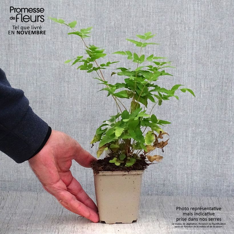 Esimerkki syksyllä toimitetusta Kuningassaniainen - Osmunda japonica 8/9 cm taimiruukku-taimesta