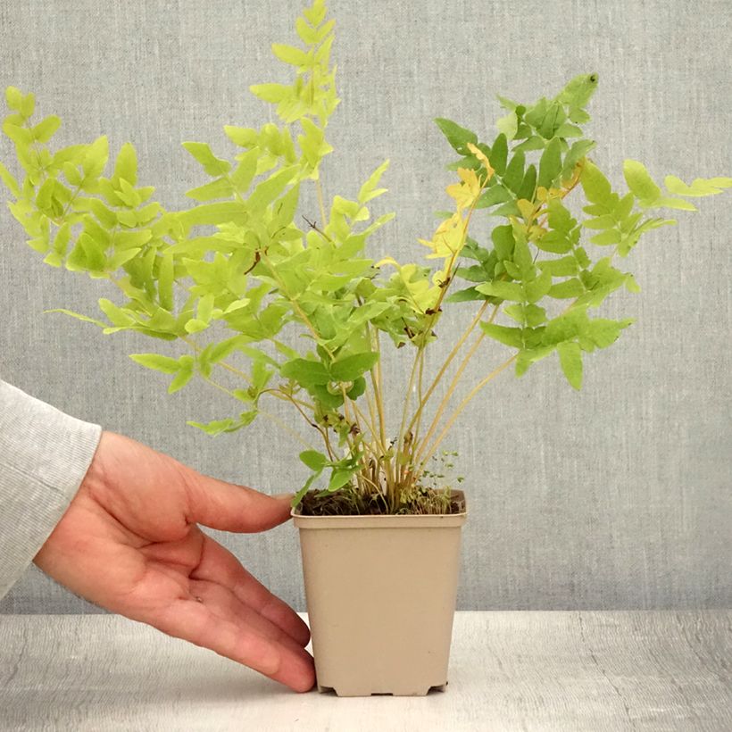 Esimerkki kesällä toimitetusta Kuningassaniainen - Osmunda regalis Taimiruukku 8/9 cm-taimesta