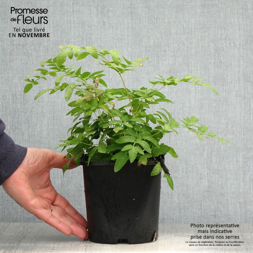 Esimerkki syksyllä toimitetusta Kuningassaniainen - Osmunda regalis 2 litran/3 litran ruukku-taimesta