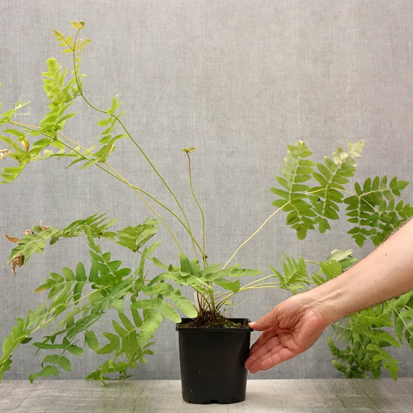 Esimerkki kesällä toimitetusta Kuningassaniainen - Osmunda regalis Ruukku 2L / 3L-taimesta