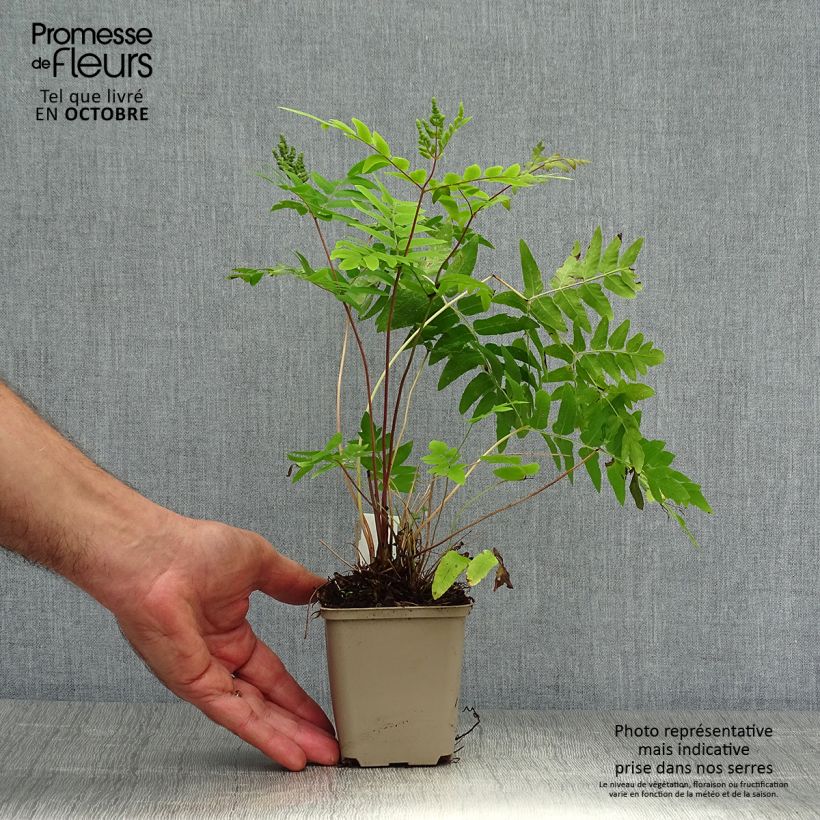 Esimerkki syksyllä toimitetusta Kuningassaniainen Purpurascens 8/9 cm taimiruukku-taimesta