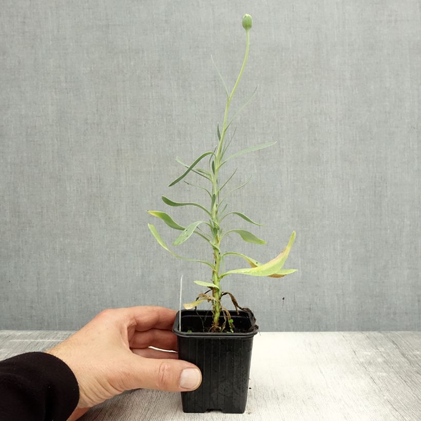 Esimerkki syksyllä toimitetusta Mehisilmä - Othonna cheirifolia 8/9 cm taimiruukku-taimesta