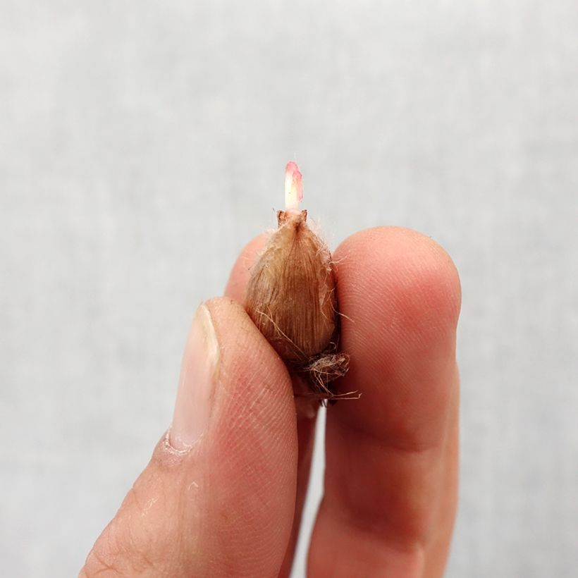 Esimerkki keväällä toimitetusta Käenkaali - Oxalis deppei Sipuli Koko 4+-taimesta