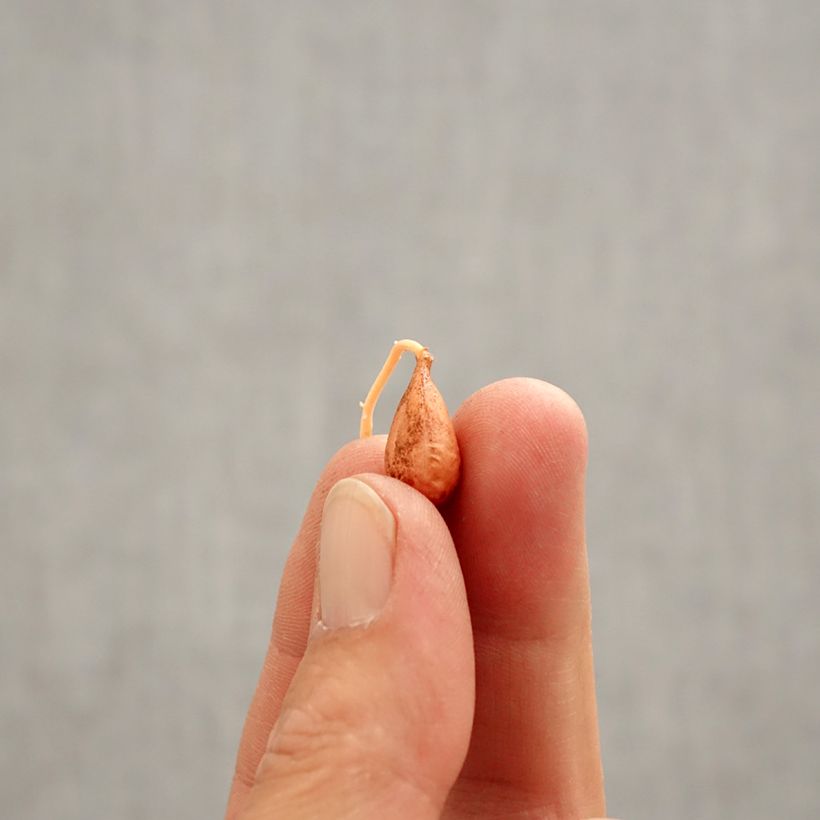 Esimerkki keväällä toimitetusta Karamellikäenkaali - Oxalis versicolor Bulbe size I-taimesta