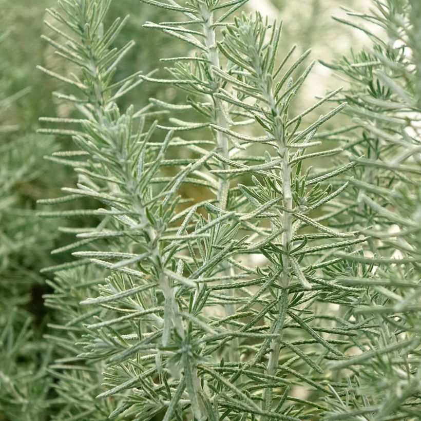 Ozothamnus rosmarinifolius Silver Jubilee (Lehvistö)