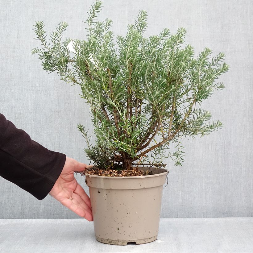 Esimerkki syksyllä toimitetusta Ozothamnus rosmarinifolius Silver Jubilee 4 litran/5 litran ruukku-taimesta