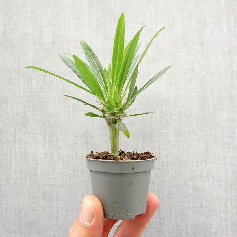 Esimerkki keväällä toimitetusta Aavikkopaksujalka - Pachypodium lamerei Minikasvi-taimesta