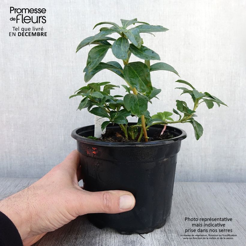 Esimerkki syksyllä toimitetusta Pachysandra terminalis Pot de 2L/3L-taimesta