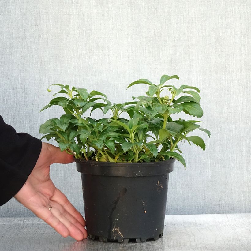 Esimerkki syksyllä toimitetusta Pachysandra terminalis Green Carpet Pot de 2L/3L-taimesta