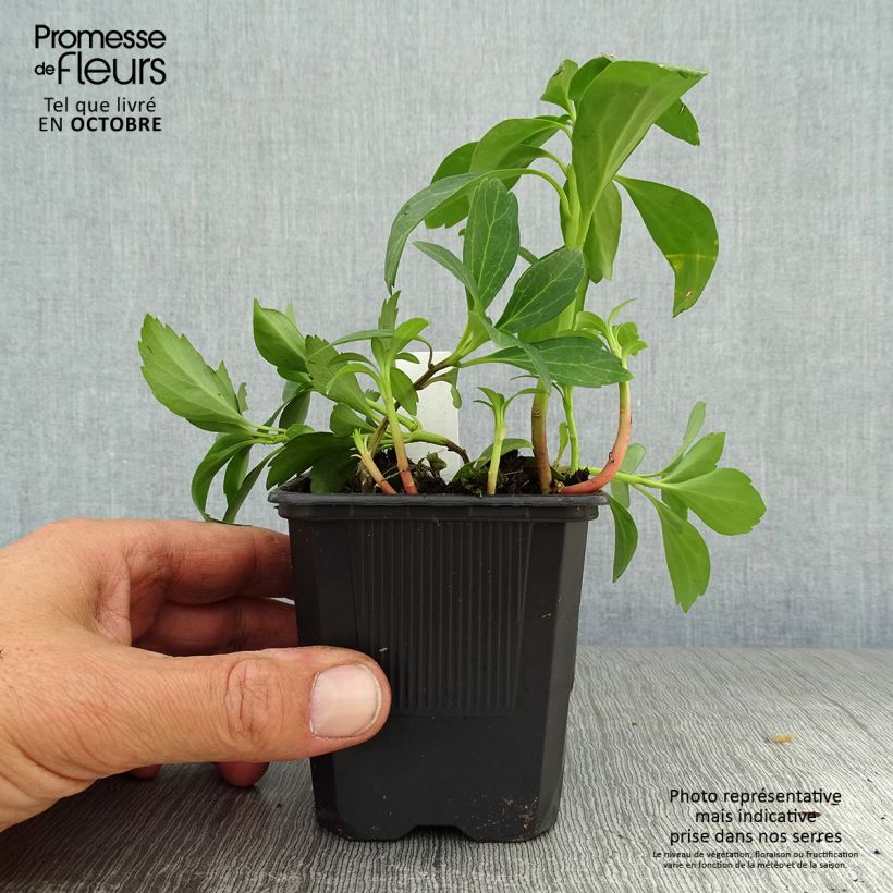 Esimerkki syksyllä toimitetusta Varjoyrtti Green Sheen 8/9 cm taimiruukku-taimesta