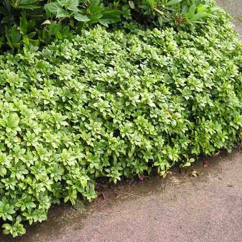 Varjoyrtti - Pachysandra terminalis (Kasvutapa)