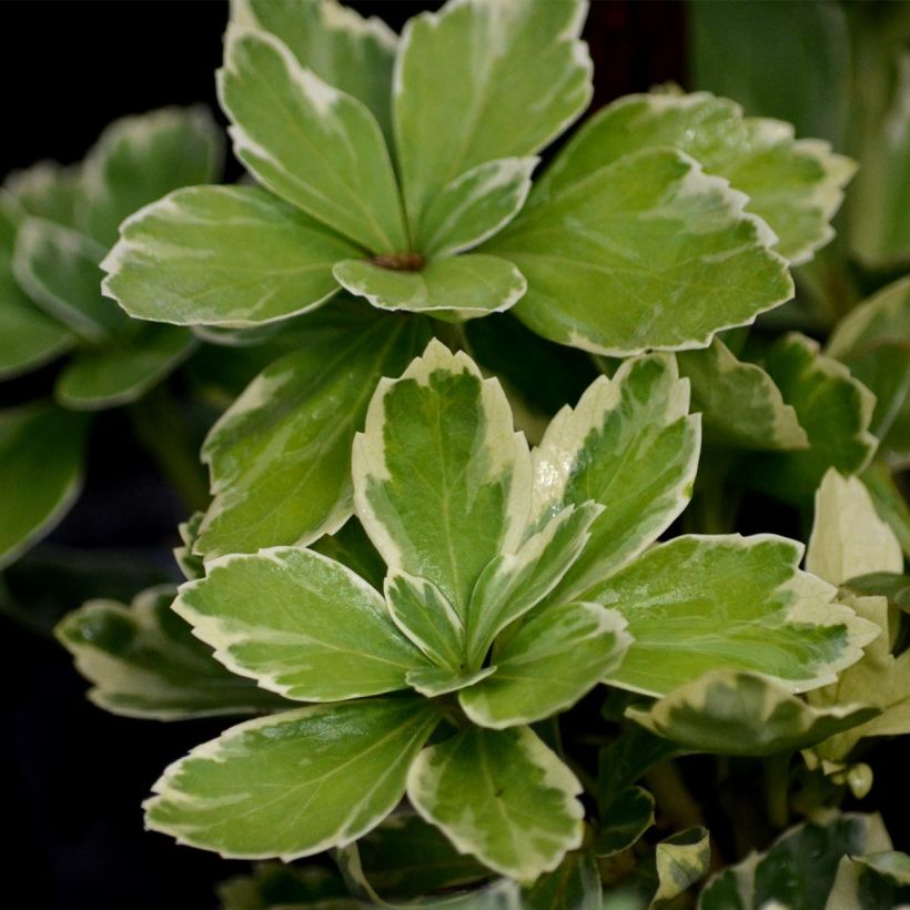 Varjoyrtti Variegata (Lehvistö)