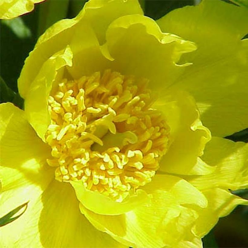 Pensaspioni - Paeonia delavayi var. lutea (Kukinta)