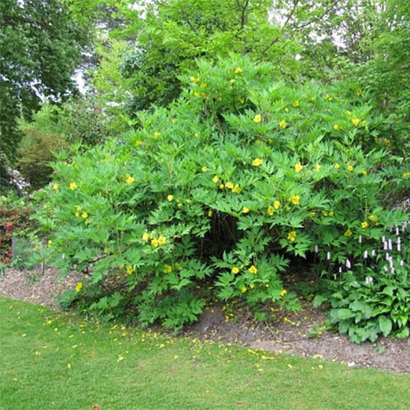 Pensaspioni - Paeonia delavayi var. lutea (Kasvutapa)