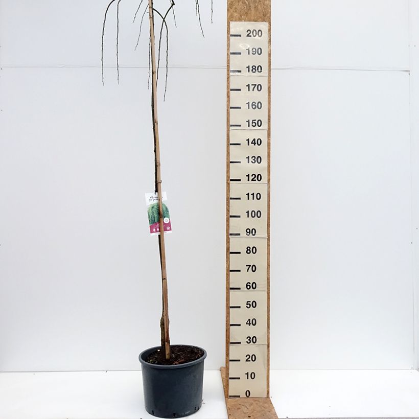 Esimerkki syksyllä toimitetusta Helmipalo Pendula 20 litran/25 litran ruukku-taimesta